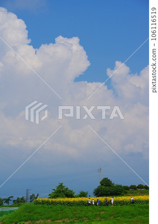 開花在夏天的太陽花 106116519