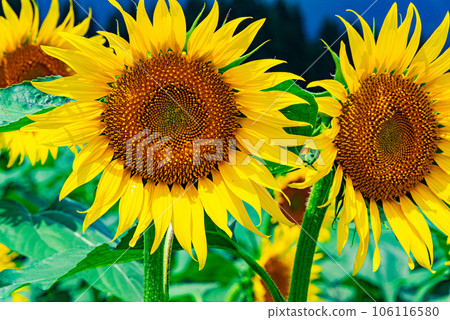 太陽花 太陽花 106116580