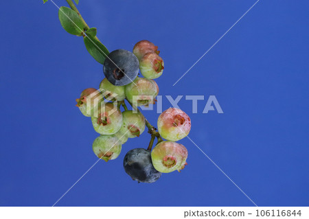 Blueberry fruit Blueberry fruit 106116844