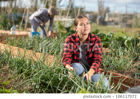 Female farmer harvesting green onions in garden 106117072