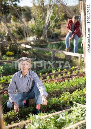 Positive old woman in shirt and jeans weeding vegetable beds with chopper while working in garden during daytime in spring Positive old woman in shirt and jeans weeding vegetable beds with chopper while working in garden during daytime in spring 106117081