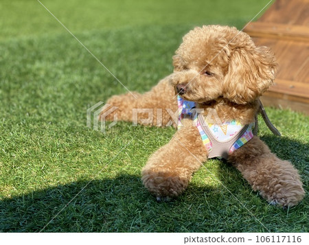 玩具貴賓犬散步 106117116