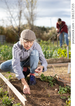 Positive mature woman earthing seeds of berries and vegetables into the ground while working in garden during daytime in March Positive mature woman earthing seeds of berries and vegetables into the ground while working in garden during daytime in March 106117155