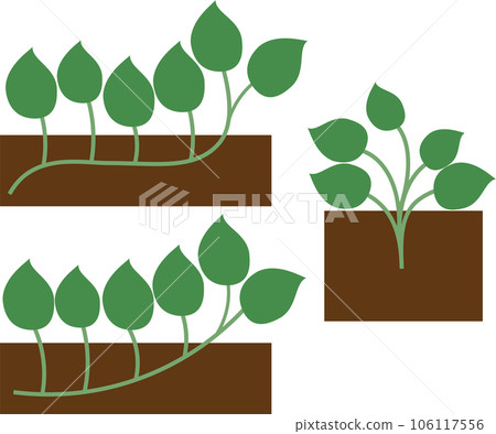 Illustration set of various ways to plant sweet potato seedlings 106117556