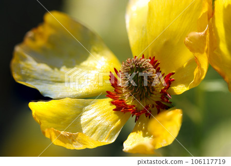 Large yellow ranunculus flowers blooming toward the sun (using a macro lens, natural light, close-up photography) 106117719