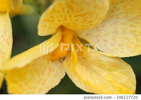 Close-up of Hanakanna flower with yellow and orange spots (using a macro lens, outdoor natural light, close-up photo) 106117720
