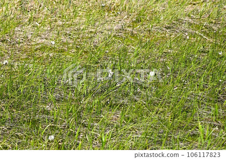 初夏的八幡平 106117823