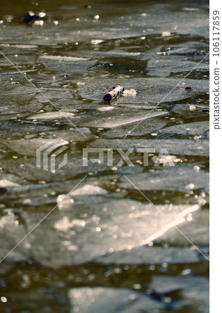 Blue-gray polarized water surface texture of cracked ice on a winter wild pond, cold frozen lake. 106117859