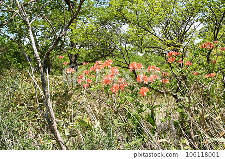 Rhododendron japonicum in Hachimantai in early summer 106118001