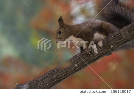 Ezoris nestled on a tree branch 106118017