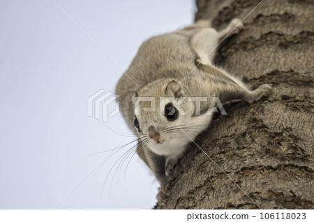 Ezo flying squirrel looking down from the top of a tree 106118023
