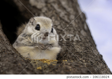 Ezo flying squirrel nestling on a tree 106118024