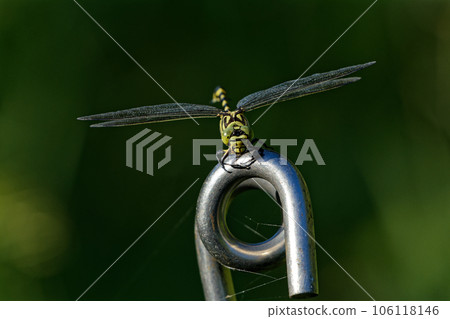 棲息在人造物體上的蜻蜓 早苗蜻蜓 仙人掌梨 ♀ 106118146