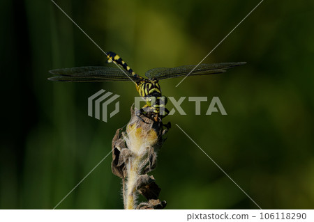 棲息在樹枝上的蜻蜓早苗蜻蜓仙人球♀ 106118290