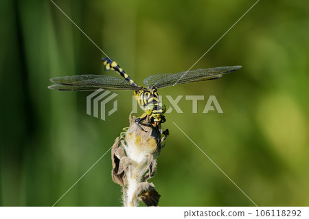 Dragonfly Perching on a Branch Sanae Dragonfly Prickly Pear ♀ Dragonfly Perching on a Branch Sanae Dragonfly Prickly Pear ♀ 106118292