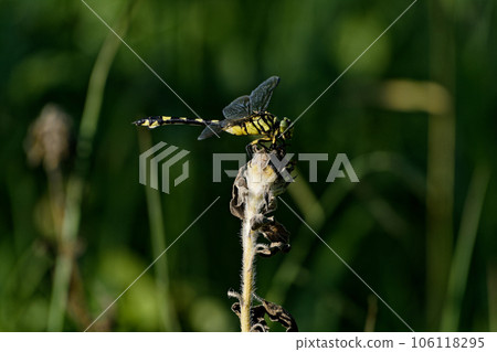 棲息在樹枝上的蜻蜓早苗蜻蜓仙人球♀ 106118295