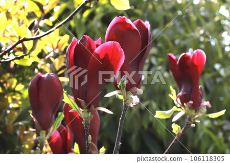 Purple magnolia 106118305