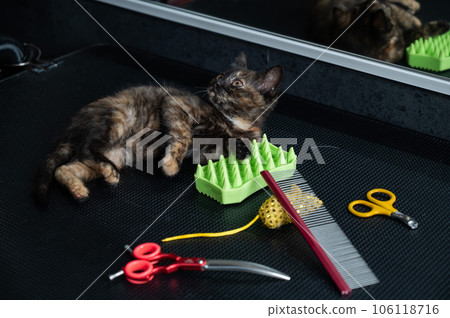 Small motley kitten in a grooming salon.  106118716