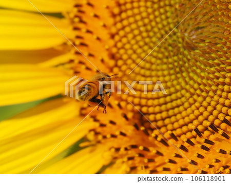 Bees and pollen dumplings collecting pollen from sunflowers in full bloom 106118901