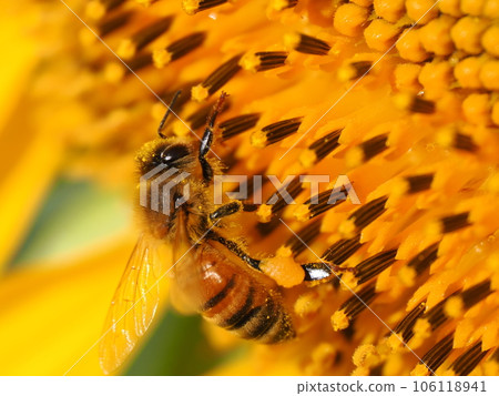 Bees and pollen dumplings collecting pollen from sunflowers in full bloom 106118941