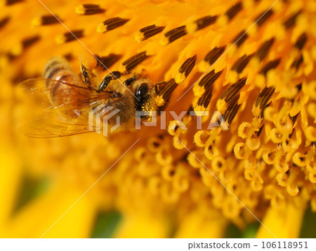 Bees and pollen dumplings collecting pollen from sunflowers in full bloom 106118951