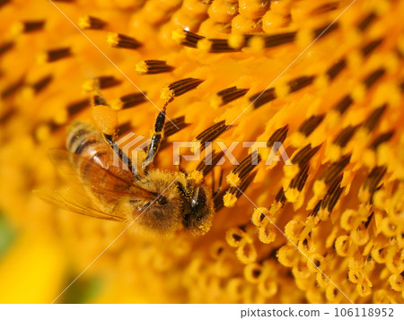 Bees and pollen dumplings collecting pollen from sunflowers in full bloom 106118952
