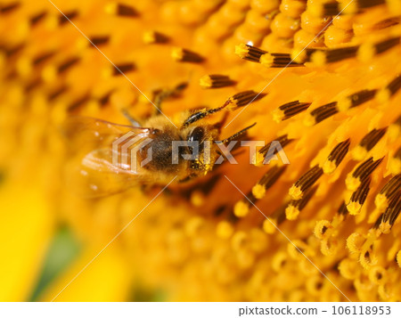 Bees and pollen dumplings collecting pollen from sunflowers in full bloom Bees and pollen dumplings collecting pollen from sunflowers in full bloom 106118953