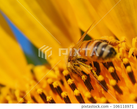 蜜蜂和花粉糰從盛開的向日葵採集花粉 蜜蜂和花粉糰從盛開的向日葵採集花粉 106118971