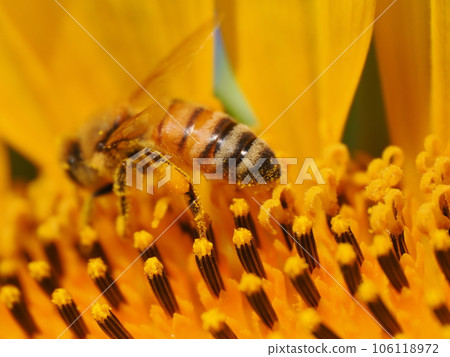 Bees and pollen dumplings collecting pollen from sunflowers in full bloom Bees and pollen dumplings collecting pollen from sunflowers in full bloom 106118972