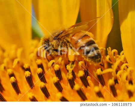 蜜蜂和花粉糰從盛開的向日葵採集花粉 蜜蜂和花粉糰從盛開的向日葵採集花粉 106118973