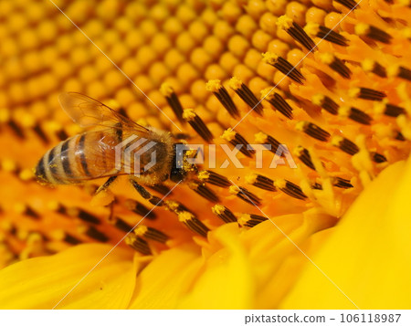 Bees and pollen dumplings collecting pollen from sunflowers in full bloom 106118987