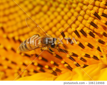Bees and pollen dumplings collecting pollen from sunflowers in full bloom Bees and pollen dumplings collecting pollen from sunflowers in full bloom 106118988