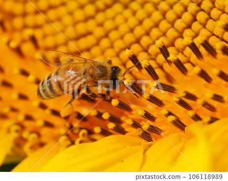 Bees and pollen dumplings collecting pollen from sunflowers in full bloom Bees and pollen dumplings collecting pollen from sunflowers in full bloom 106118989