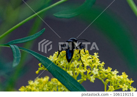 Ominaeshi 訪花昆蟲 Antidae 黑黃蜂 ♀ 106119151