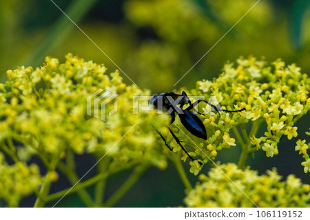 Ominaeshi flower-visiting insects Antidae black wasp ♀ Ominaeshi flower-visiting insects Antidae black wasp ♀ 106119152
