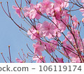 卡拉姆拉斯杜鵑花 106119174