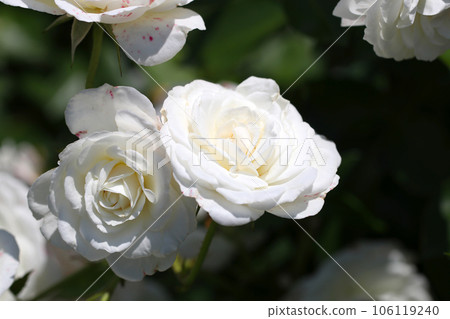 白色雙花玫瑰叢(精彩,使用微距鏡頭,自然光,特寫照片) 白色雙花玫瑰叢(精彩,使用微距鏡頭,自然光,特寫照片) 106119240