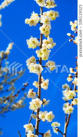 白梅花和藍天的早春風景 白梅花和藍天的早春風景 106119325
