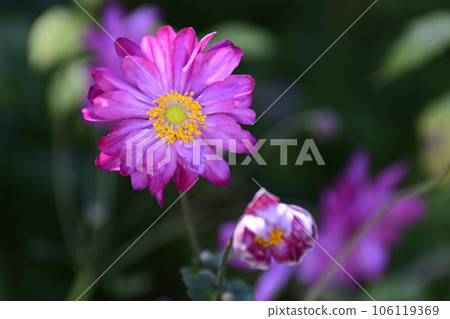 庭園博物館 比叡貴船菊花 庭園博物館 比叡貴船菊花 106119369