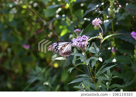 庭園博物館 比叡富士之丘 栗虎與紫藤袴 106119383