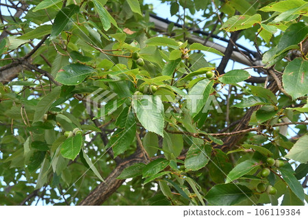 櫟樹堅果和未成熟的橡子 櫟樹堅果和未成熟的橡子 106119384