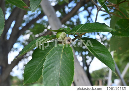 Quercus nut and immature acorn 106119385