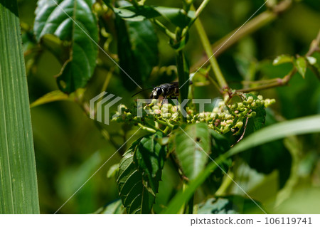 葡萄科 百里香 芥菜 訪花昆蟲 Anagodae 黑黃蜂 ♀ 106119741