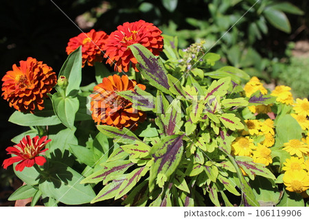 Group planting of zinnia and coleus Group planting of zinnia and coleus 106119906