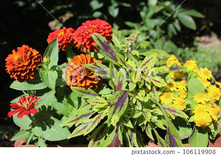 Group planting of zinnia and coleus Group planting of zinnia and coleus 106119908