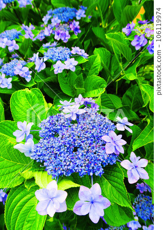 Scenery with Hydrangea Hydrangea 106119974