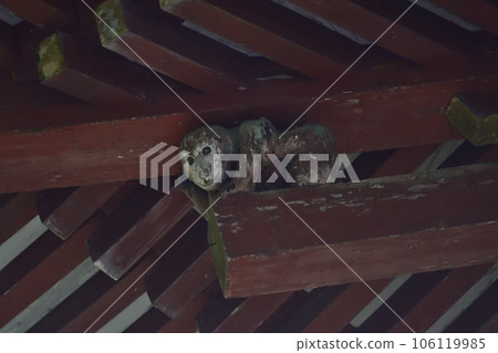 Hiyoshi Taisha, the divine monkey at the Nishimoto shrine gate (under the eaves) 106119985