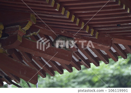 Hiyoshi Taisha, the divine monkey at the Nishimoto shrine gate (under the eaves) 106119991