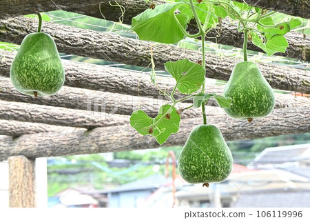 Gourd cultivation 106119996