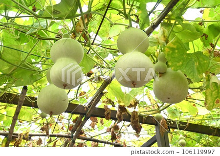 葫蘆種植 106119997